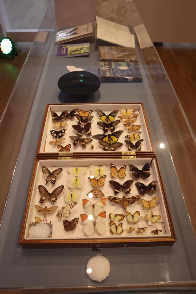 Butterfly Specimen Display