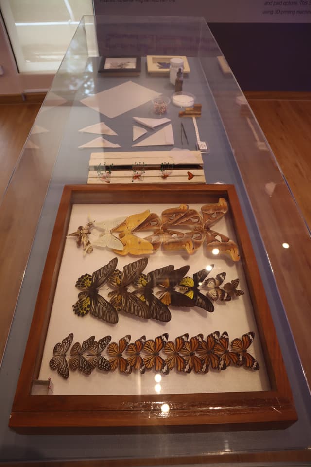 Butterfly and Experimental Material Display